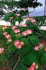Mimosa persian silk for sale  Delivered anywhere in USA 