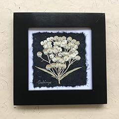 Real pressed pearly for sale  Delivered anywhere in USA 