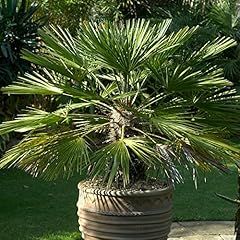 Chamaerops humilis european for sale  Delivered anywhere in Ireland