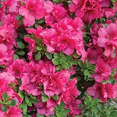 Pink reblooming azalea for sale  Delivered anywhere in USA 