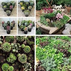 Pack mixed rockery for sale  Delivered anywhere in UK