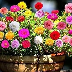Moss rose extra for sale  Delivered anywhere in UK
