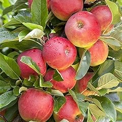 Apfel baum elstar gebraucht kaufen  Wird an jeden Ort in Deutschland