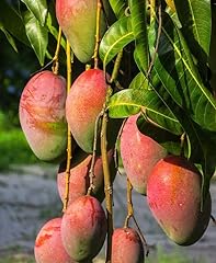 Mango tree plant for sale  Delivered anywhere in USA 