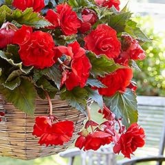 Begonia pendula red for sale  Delivered anywhere in UK