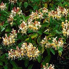 Lonicera henryi caprifoglio usato  Spedito ovunque in Italia 