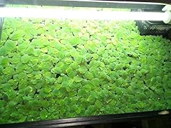 Water lettuce quality for sale  Delivered anywhere in UK