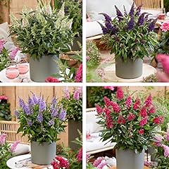Buddleja plants buddleia for sale  Delivered anywhere in UK