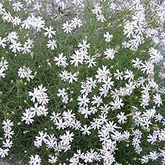 Plant seeds silene for sale  Delivered anywhere in Ireland