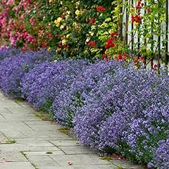 Garden english lavender for sale  Delivered anywhere in Ireland
