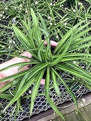 Spider plant green for sale  Delivered anywhere in USA 