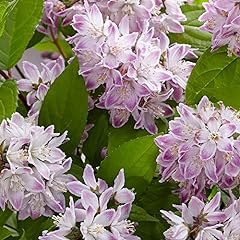 Deutzia hardy shrub for sale  Delivered anywhere in UK