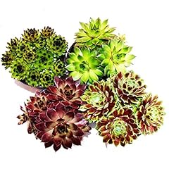 Sempervivum set 4 for sale  Delivered anywhere in UK