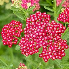 Achillea new vintage for sale  Delivered anywhere in UK
