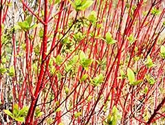 Red dogwood cuttings for sale  Delivered anywhere in USA 