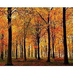 Autumn forest painting for sale  Delivered anywhere in USA 