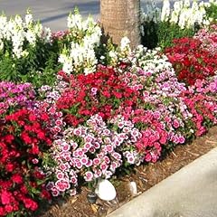 Dwarf dianthus chinese for sale  Delivered anywhere in UK