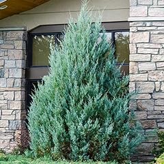 Brighter blooms juniper for sale  Delivered anywhere in USA 