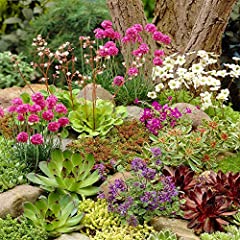 Mixed Rockery Alpine Collection - Colourful Outdoor for sale  Delivered anywhere in UK