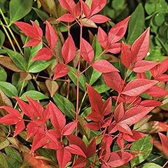 Nandina domestica obsessed for sale  Delivered anywhere in UK