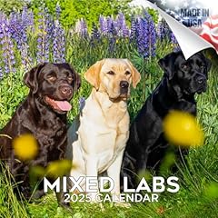 2024 2025 labrador for sale  Delivered anywhere in USA 