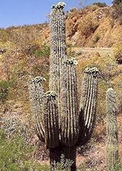 Tropica cactus cactus usato  Spedito ovunque in Italia 