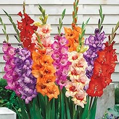 Large mixed colour for sale  Delivered anywhere in UK