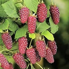 Tayberry plants. buckingham for sale  Delivered anywhere in UK