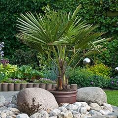 Yougarden trachycarpus fortune for sale  Delivered anywhere in Ireland