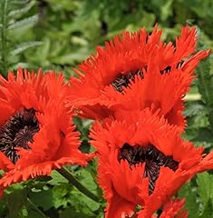 Türkischer mohn türkenlouis gebraucht kaufen  Wird an jeden Ort in Deutschland