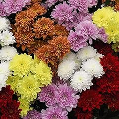 Chrysanthemum decorative mixed for sale  Delivered anywhere in UK