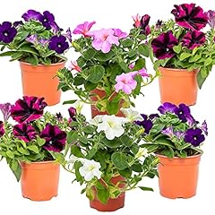 Pétunia surfinia pétunia d'occasion  Livré partout en France