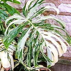 Mix monstera plant for sale  Delivered anywhere in USA 