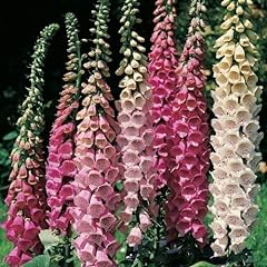 Pack foxglove digitalis for sale  Delivered anywhere in UK