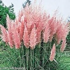 Cortaderia pampas grass for sale  Delivered anywhere in UK