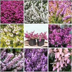 Growon shrubs winter for sale  Delivered anywhere in UK