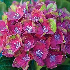 Hydrangea garden plants for sale  Delivered anywhere in UK