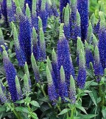 Veronica spicata ulster for sale  Delivered anywhere in UK