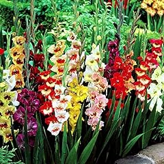 Gladioli large flowering for sale  Delivered anywhere in Ireland
