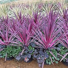 Cordyline pink passion for sale  Delivered anywhere in UK