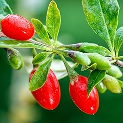 Red goji berry for sale  Delivered anywhere in USA 