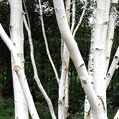 Betula jacquemontii single for sale  Delivered anywhere in UK