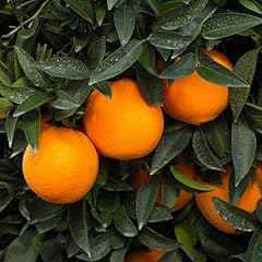 Orange tree plant for sale  Delivered anywhere in USA 