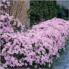 Clematis montana pink for sale  Delivered anywhere in Ireland