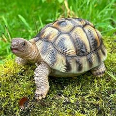 Animal crackers tortoise for sale  Delivered anywhere in UK