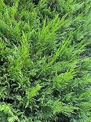 10x large 5ft for sale  Delivered anywhere in UK