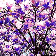 QMXCING 30pcs Magnolia Seeds Mixed Petal Colors Spring for sale  Delivered anywhere in Canada