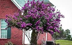 Catawba purple crape for sale  Delivered anywhere in USA 