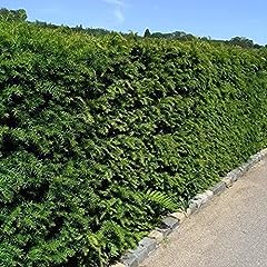 English yew hedging for sale  Delivered anywhere in Ireland