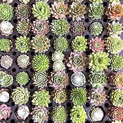Mini succulent plugs for sale  Delivered anywhere in USA 